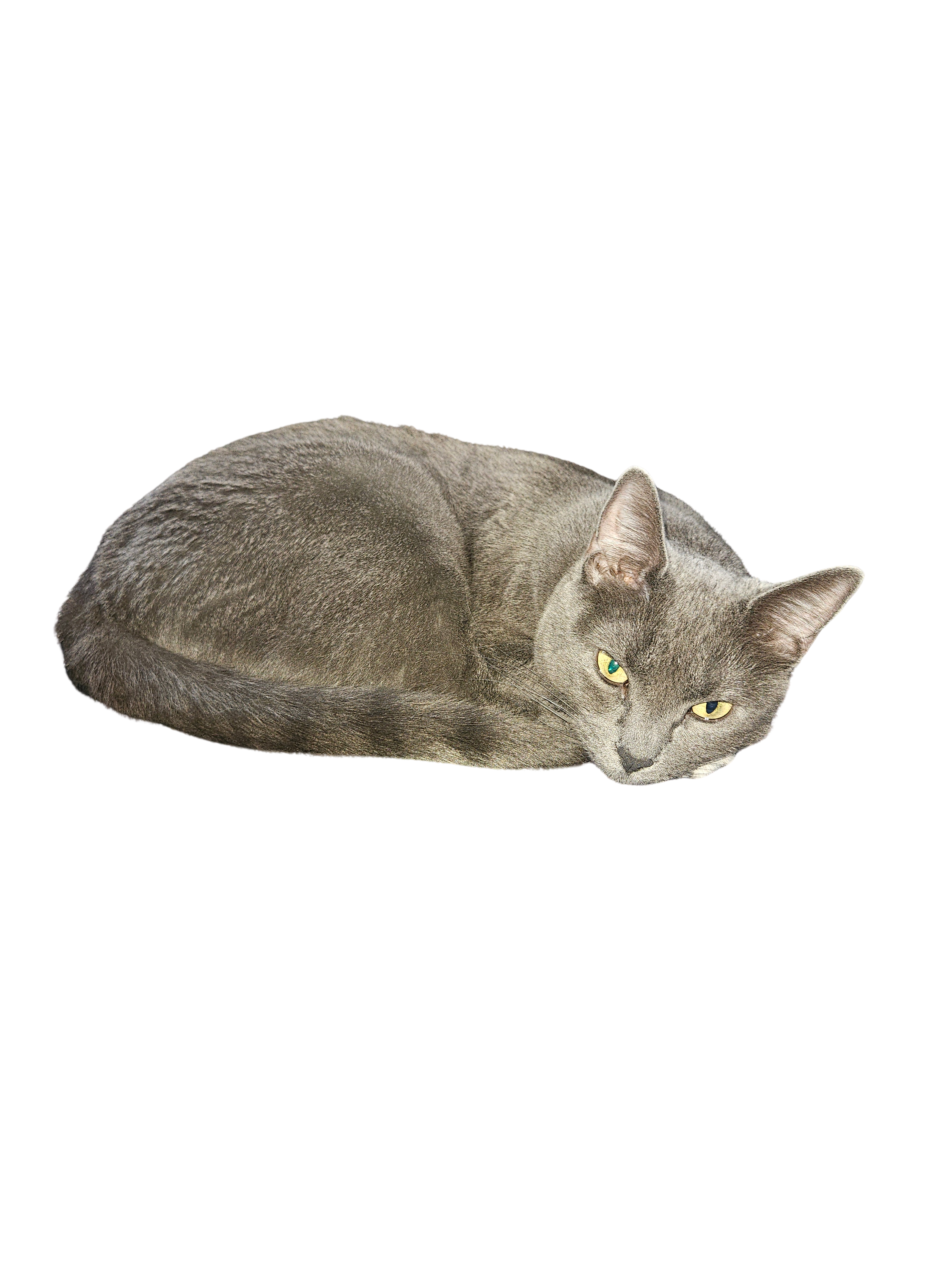 Tricia's cat, a fixture in her lifestyle content